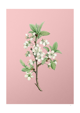 Vintage White Plum Flower Botanical on Pink