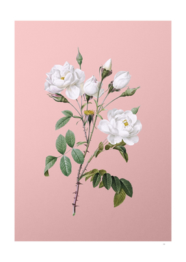 Vintage White Rose Botanical on Pink