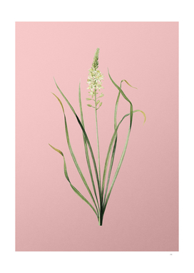 Vintage Wild Asparagus Botanical on Pink