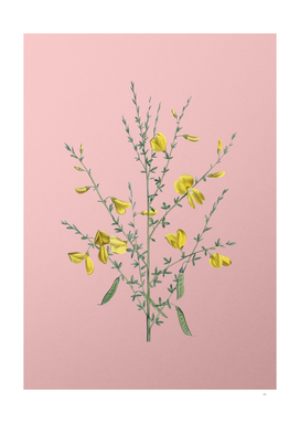 Vintage Yellow Broom Flowers Botanical on Pink