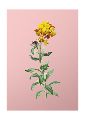 Vintage Yellow Wallflower Bloom Botanical on Pink