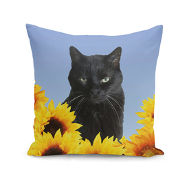 Black Cat Sunflower Blossoms