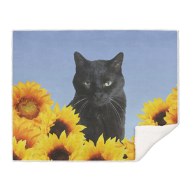 Black Cat Sunflower Blossoms