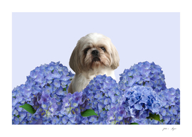 Hydrangea Shih Tzu Dog Flower