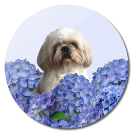 Hydrangea Shih Tzu Dog Flower