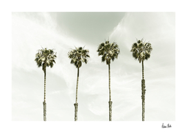 Coastal palm trees | Vintage