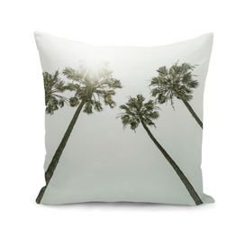 Palm Trees in the sun | Vintage