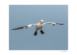 Gannet in flight