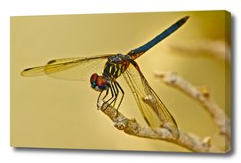 LOVELY FLORIDIAN DRAGONFLY