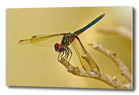 LOVELY FLORIDIAN DRAGONFLY