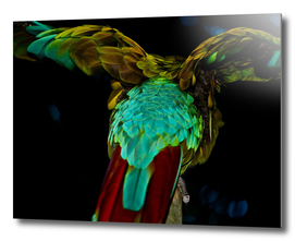 THE FLIGHT OF THE MACAW