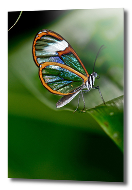 CLEAR WINGS BUTTERFLY FROM COLOMBIA