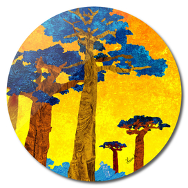 Big baobabs