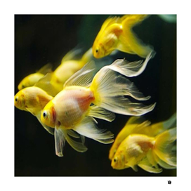 Golden Fishes