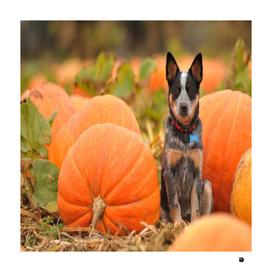 pumpkin Dog
