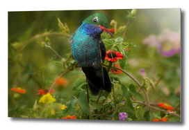 broad billed hummingbird  in  the wild flowers