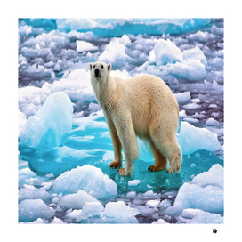 polar Bear