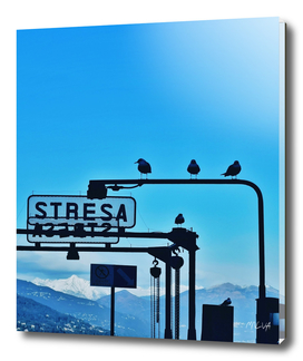 Birds from Stresa (Italy)