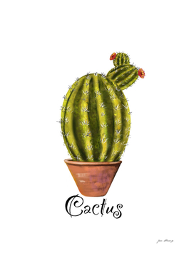 Cactus Maniac