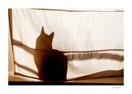 Shadow of a cat