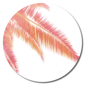 Rose gold sunset palm leaves