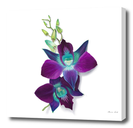 Digital Painting of a Blue Bom Dendrobium Orchid Flower