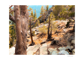 green pine tree at Lake Tahoe California USA