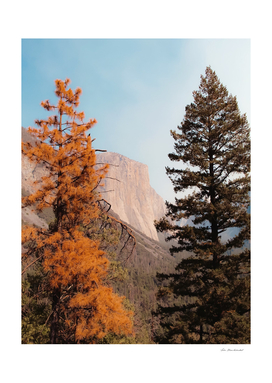 mountain with autumn tree at Yosemite national park USA