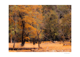 Autumn tree at Yosemite national park California USA