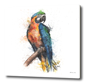 Macaw Parrot - Wildlife Collection