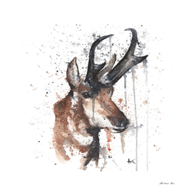 Red Deer - Wildlife Collection
