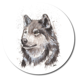 Wolf - Wildlife Collection