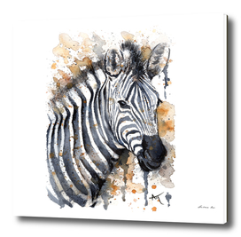 Zebra - Wildlife Collection