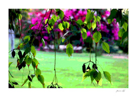garden &leaves
