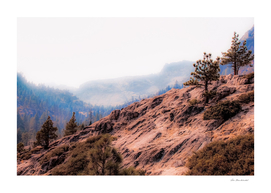 pine tree on the mountain at Lake Tahoe California USA