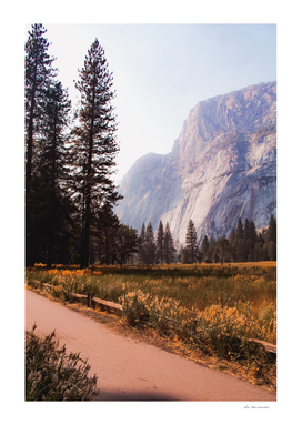 pine tree and mountain at Yosemite national park California