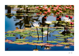 Flowers on the  water