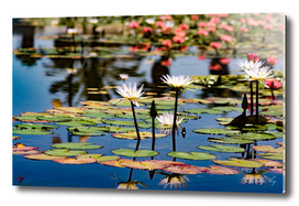 Flowers on the  water
