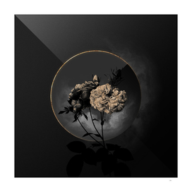 Shadowy Blooming Damask Rose Botanical on Black