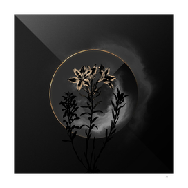 Shadowy Lily of the Incas Botanical on Black and Gold