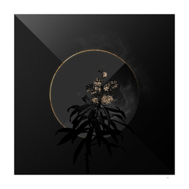 Shadowy Pleomele Botanical on Black and Gold