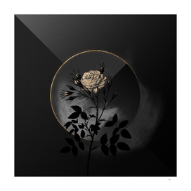 Shadowy White Rose of Rosenberg Botanical on Black