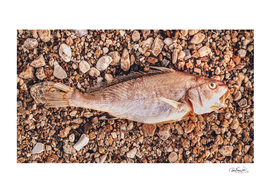 Dead Fish Over Rocky Ground Photo