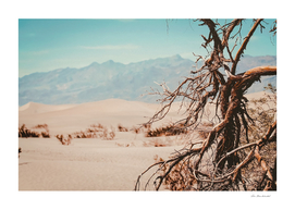 desert at Death Valley USA
