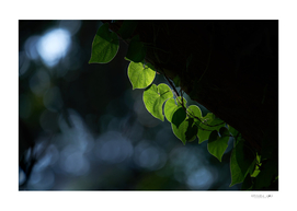 Light and shadow on the green leaves of ivy