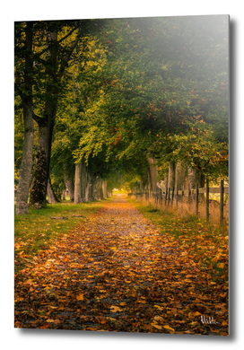 Autumn Alley Road