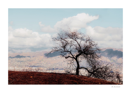 Isolated tree on the mountain with blue cloudy sky