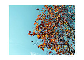 Orange autumn tree leaves with blue sky background