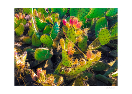 Closeup green and pink cactus garden texture background