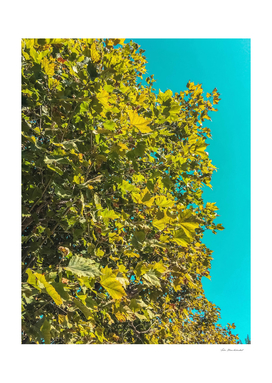 Green tree leaves with blue sky background
